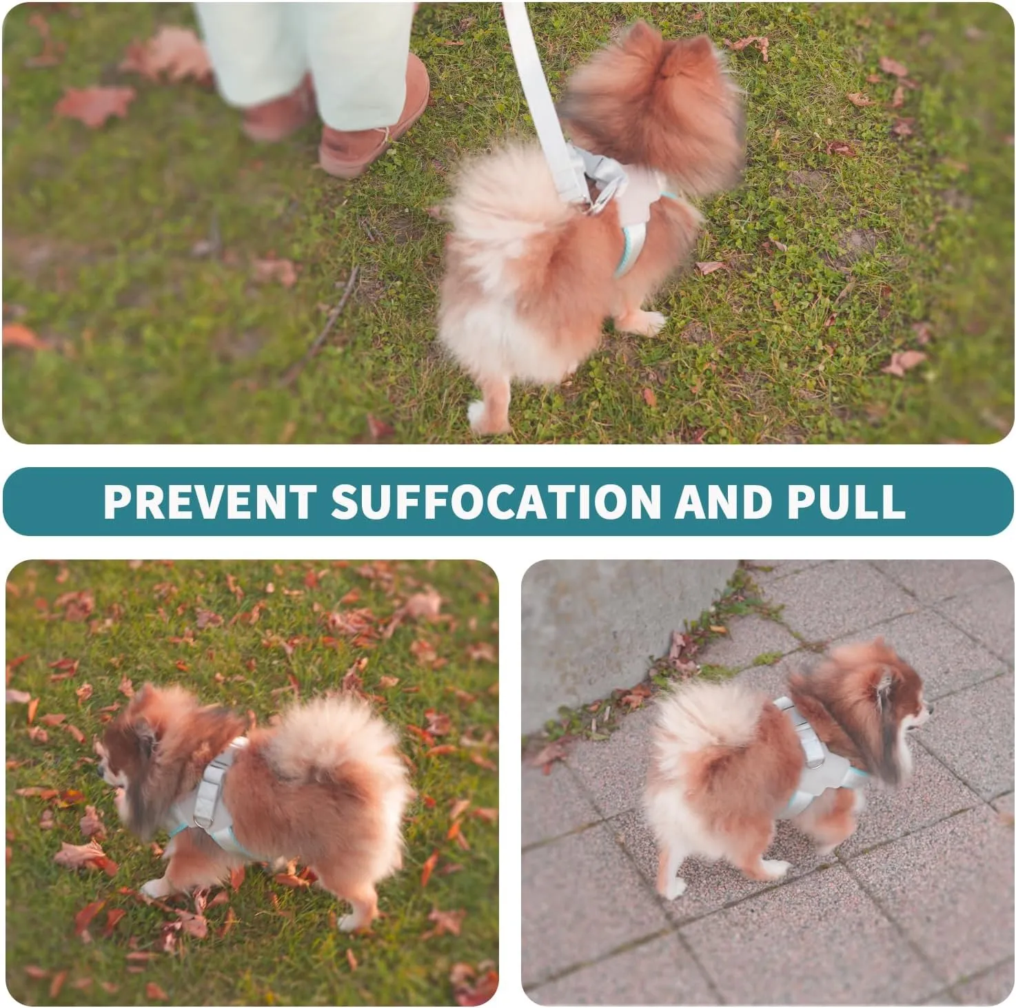Dog Harness and Leash Set: Soft No Pull Dog Harness for Small Dogs/Medium Dog Harness/Cats, Adjustable Puppy Harness and Leash Set Training Dog Vest Harness for Walking Running (Blue, Large)