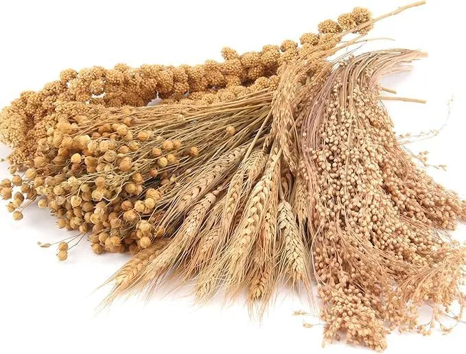 Hamster Organic Sprays Set = Wheat   Flax   Yellow Millet   Panicle Millet, Pet Habitat Bedding Decor, Natural Hamster Chews Accessories Supplies, for Gerbil, Mice, Guinea Pig (4 Kinds of Grains)