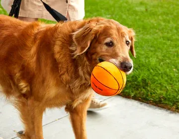 Jax & Bones - 5" Basketball Plush Dog Toy