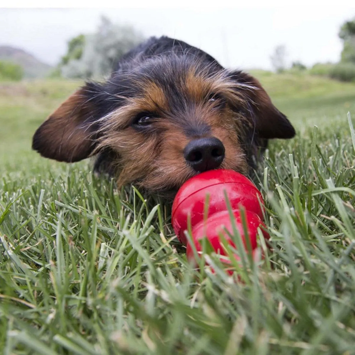 KONG | Stuff 'n' Paste Dog Easy Treat - Peanut Butter