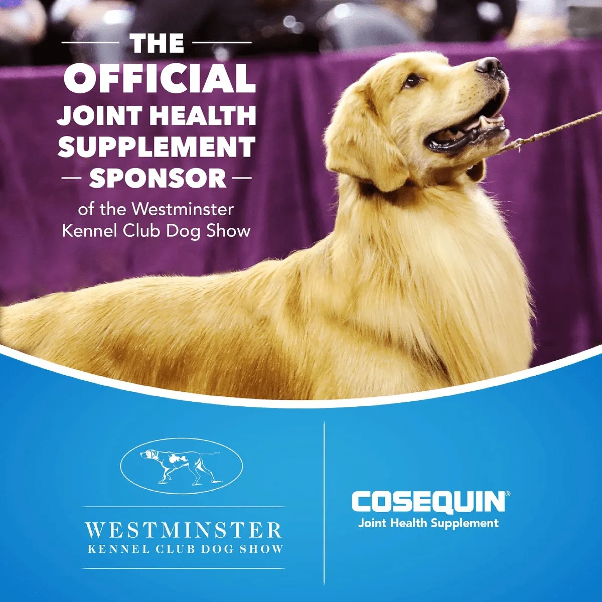 Nutramax Cosequin Maximum Strength Joint Health Supplement for Dogs - With Glucosamine, Chondroitin, MSM, and Hyaluronic Acid, 75 Chewable Tablets