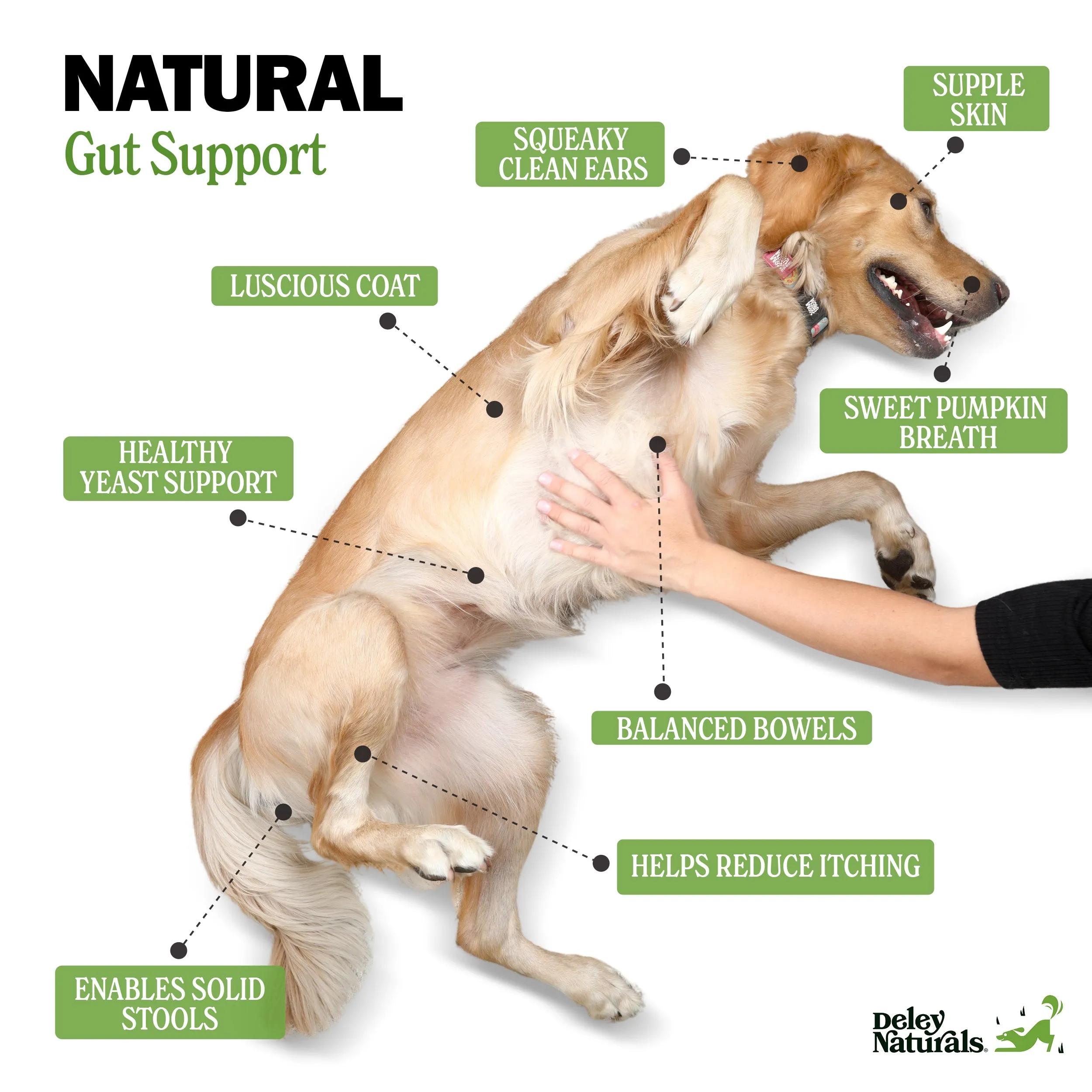Probiotic Supplement for Dogs
