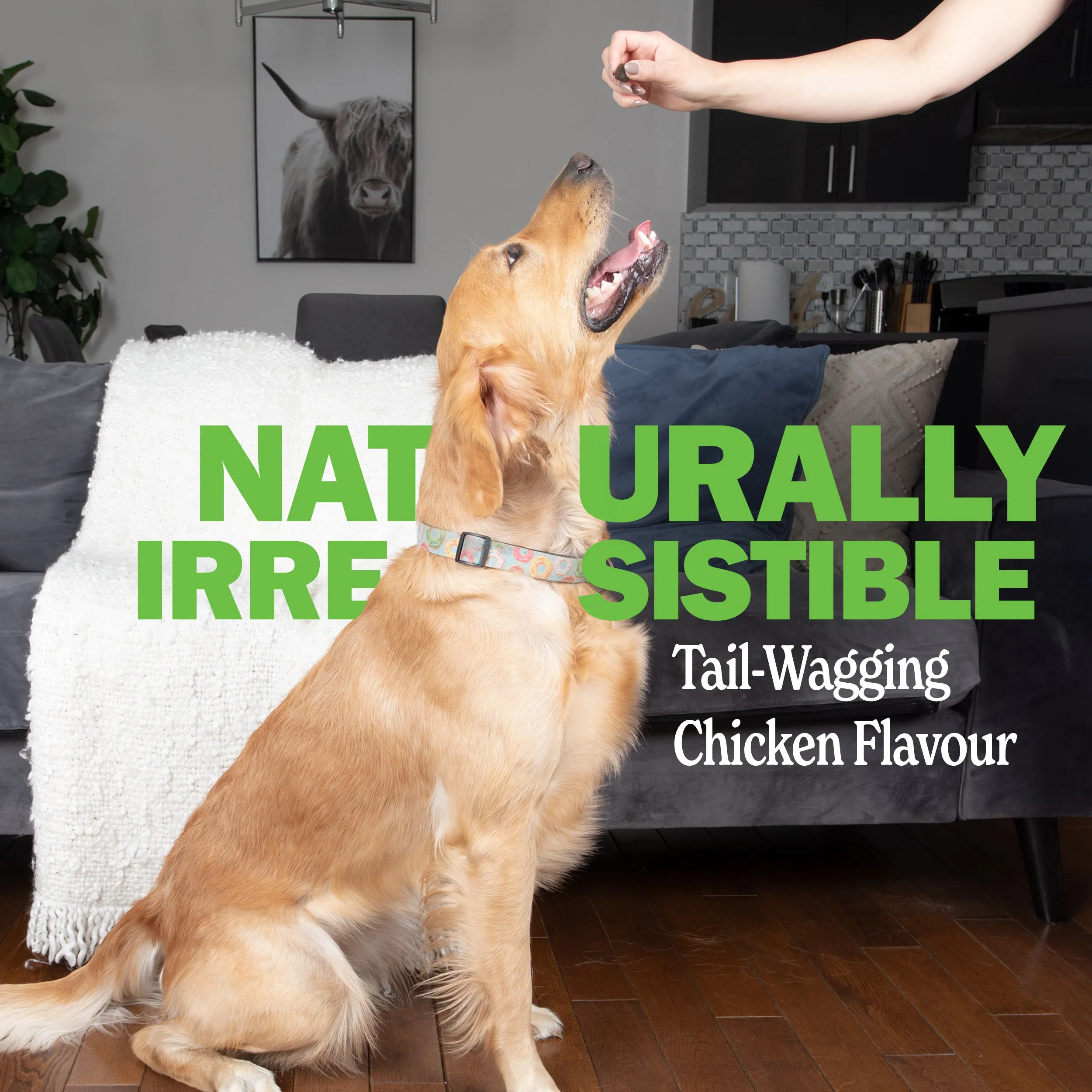 Probiotic Supplement for Dogs