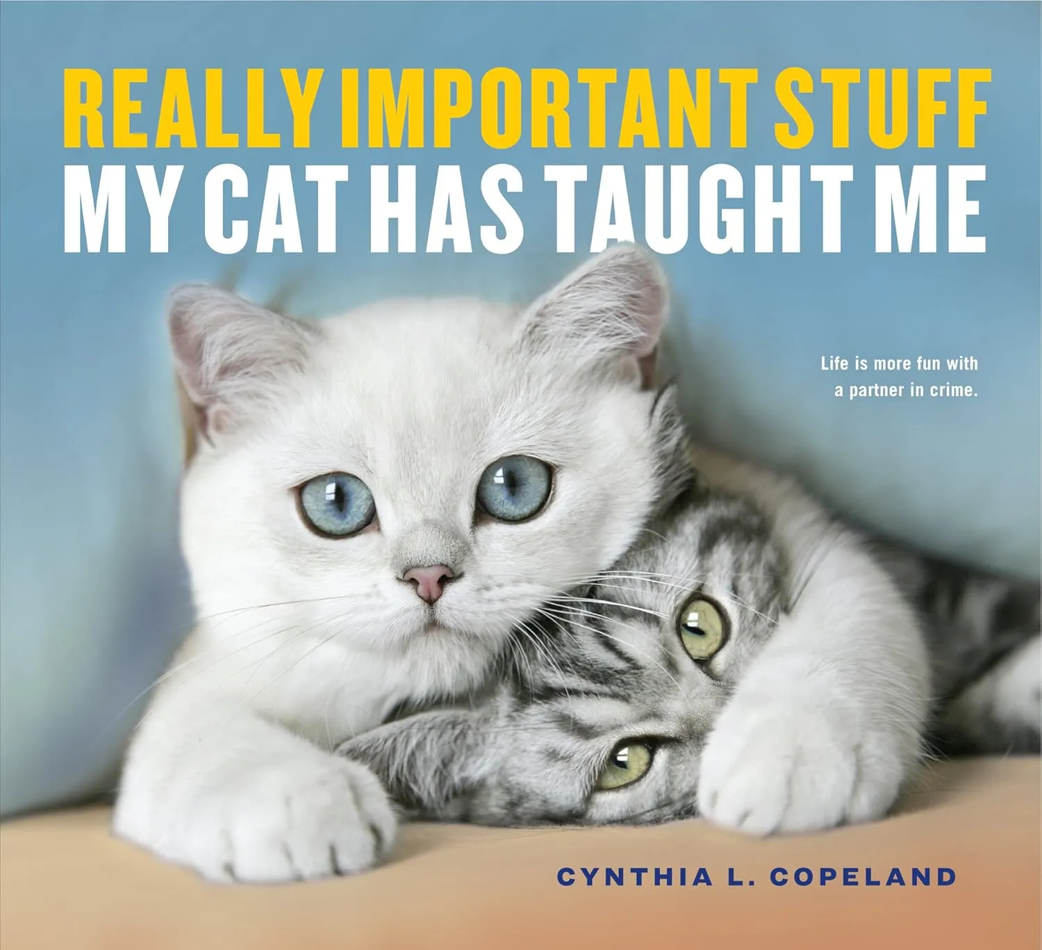 Really Important Stuff My Cat Has Taught Me   2017 10 3