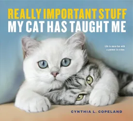 Really Important Stuff My Cat Has Taught Me   2017 10 3