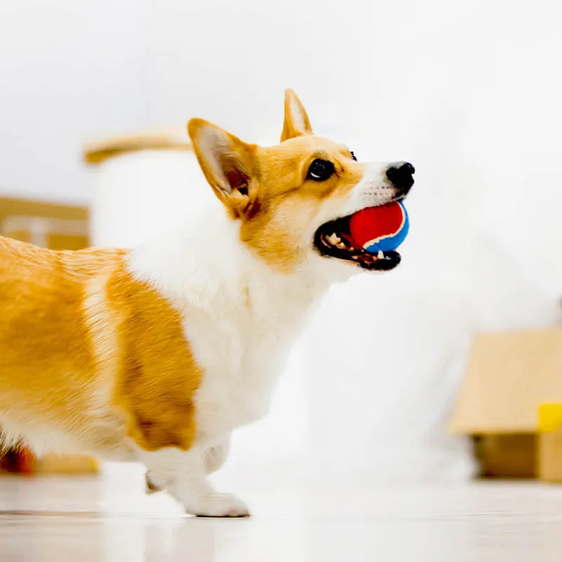 Squeaker Tennis Balls Dog Toy 3 Pack
