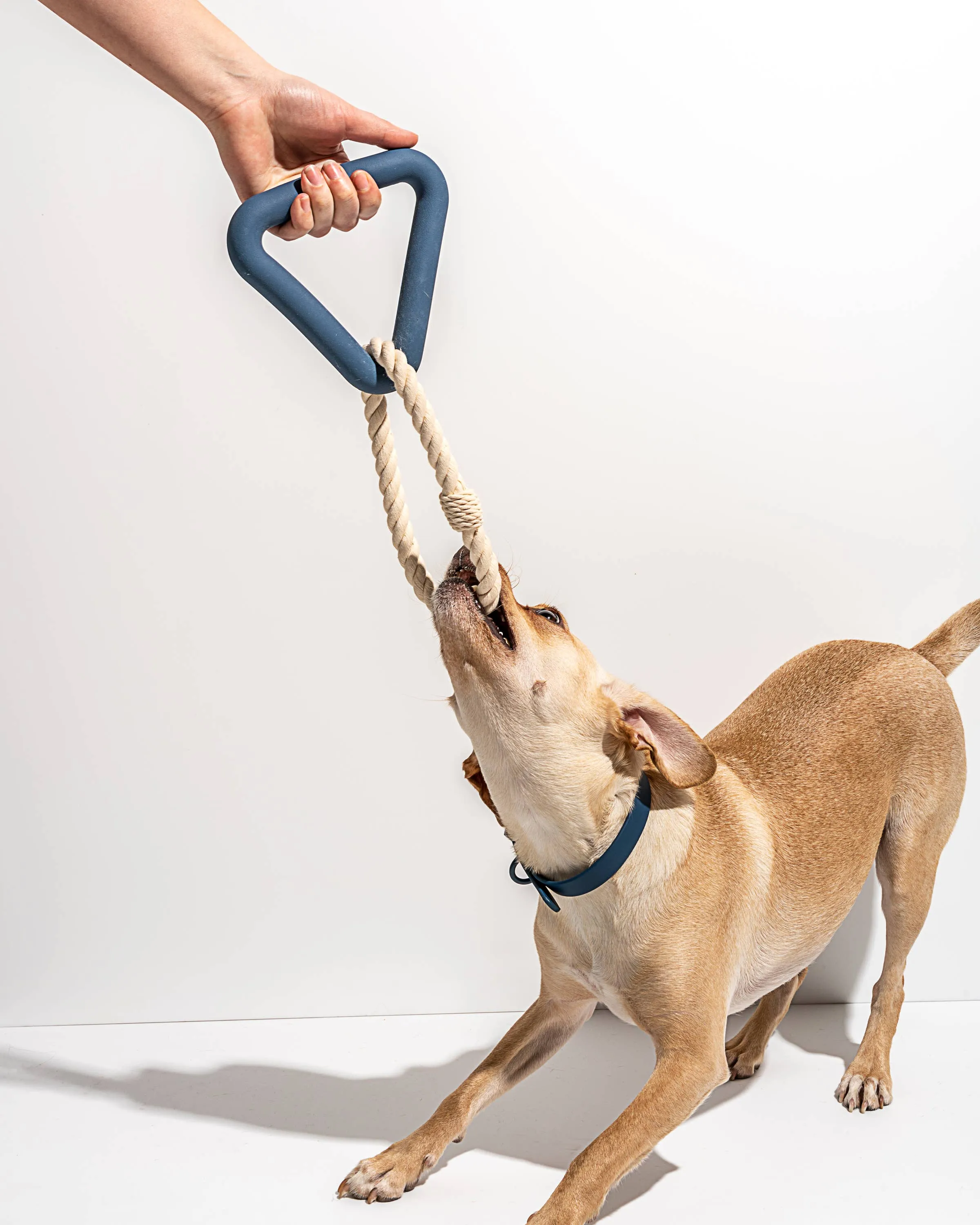 Triangle Tug Dog Chew Toy: STANDARD / Spruce