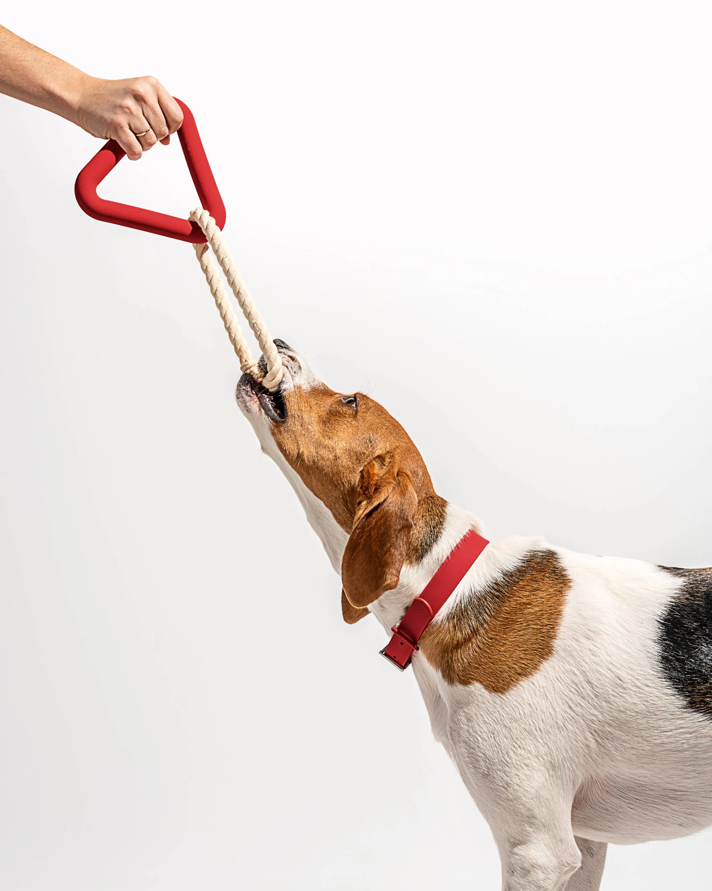 Triangle Tug Dog Chew Toy: STANDARD / Spruce