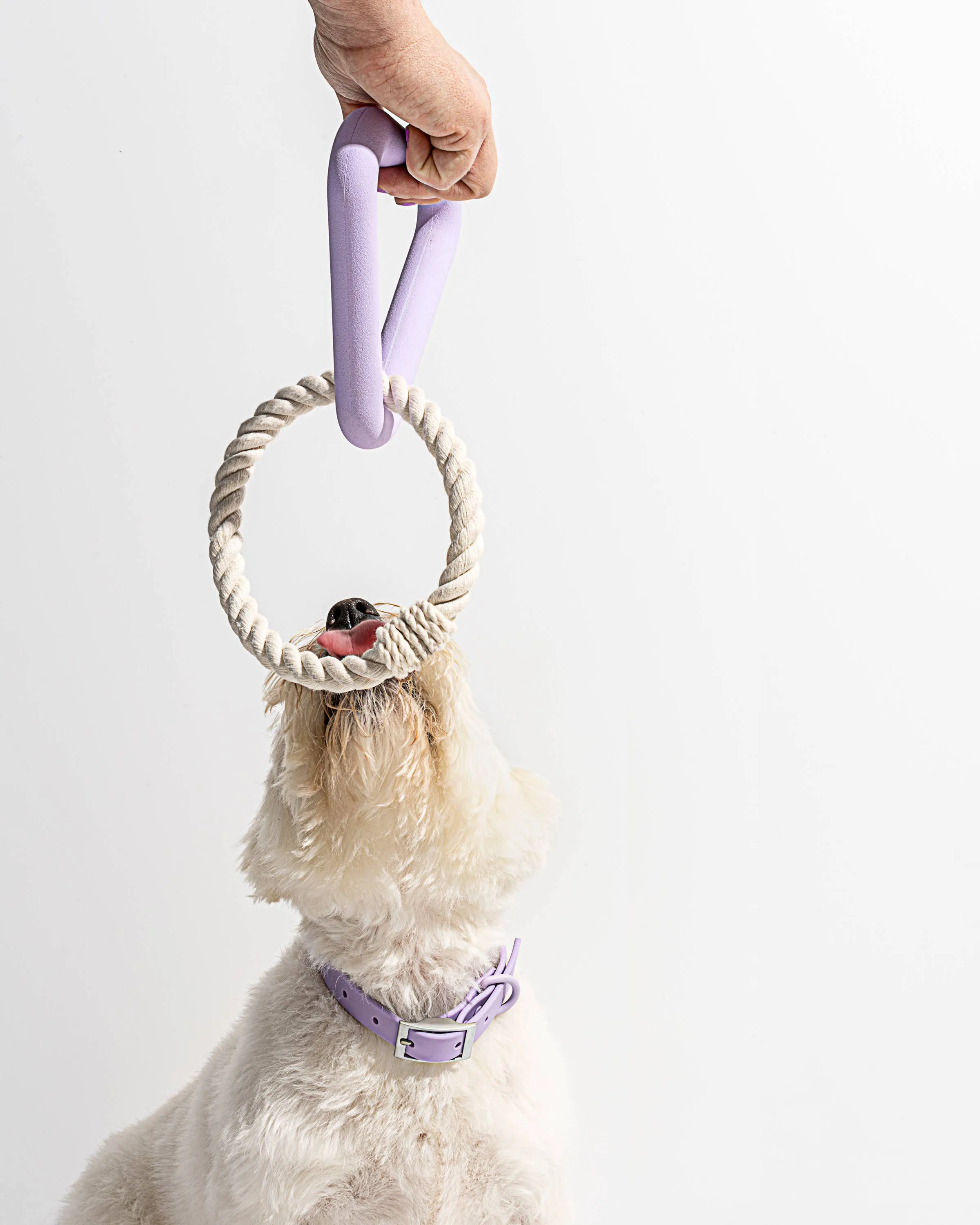 Triangle Tug Dog Chew Toy: STANDARD / Spruce