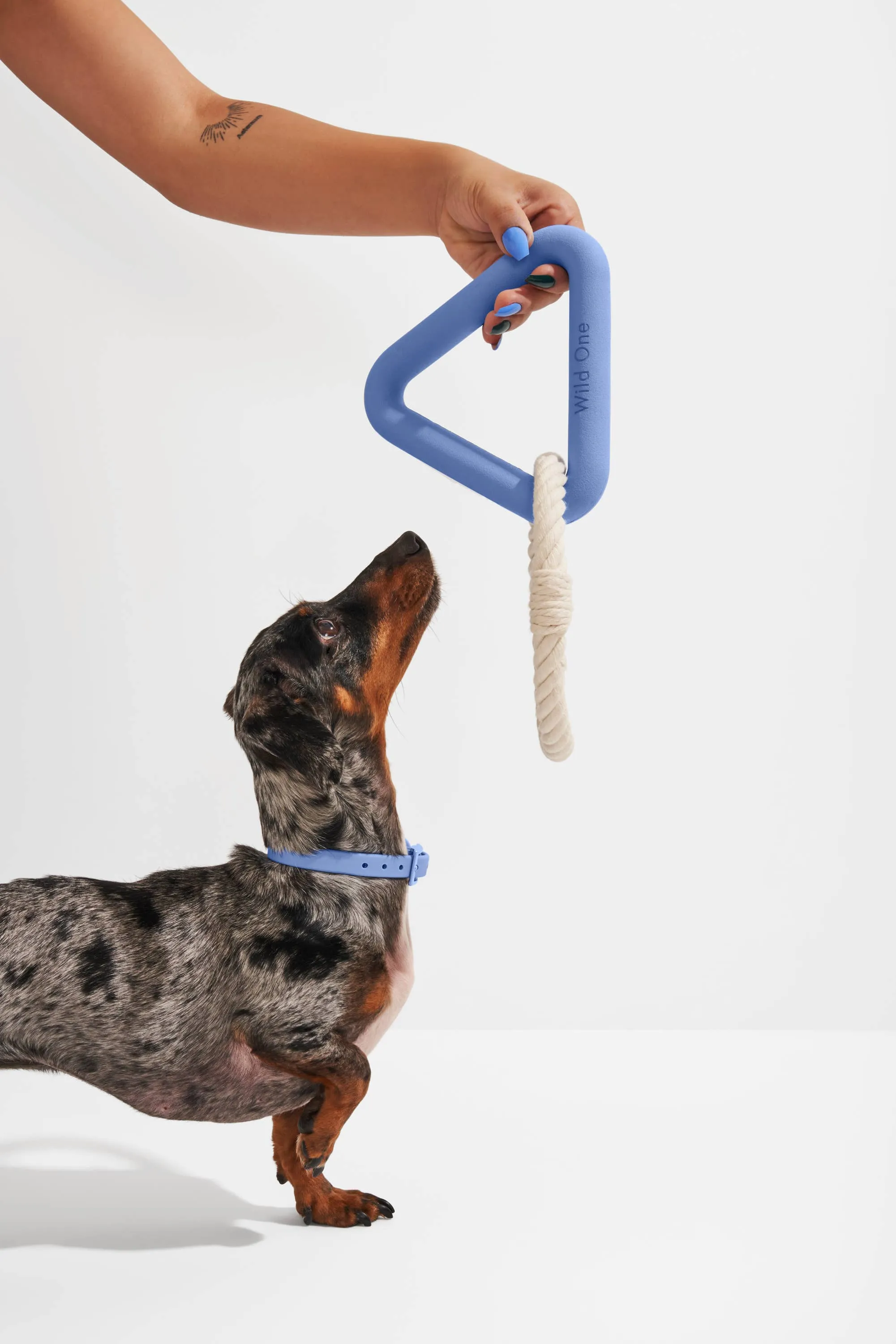 Triangle Tug Dog Chew Toy: STANDARD / Spruce