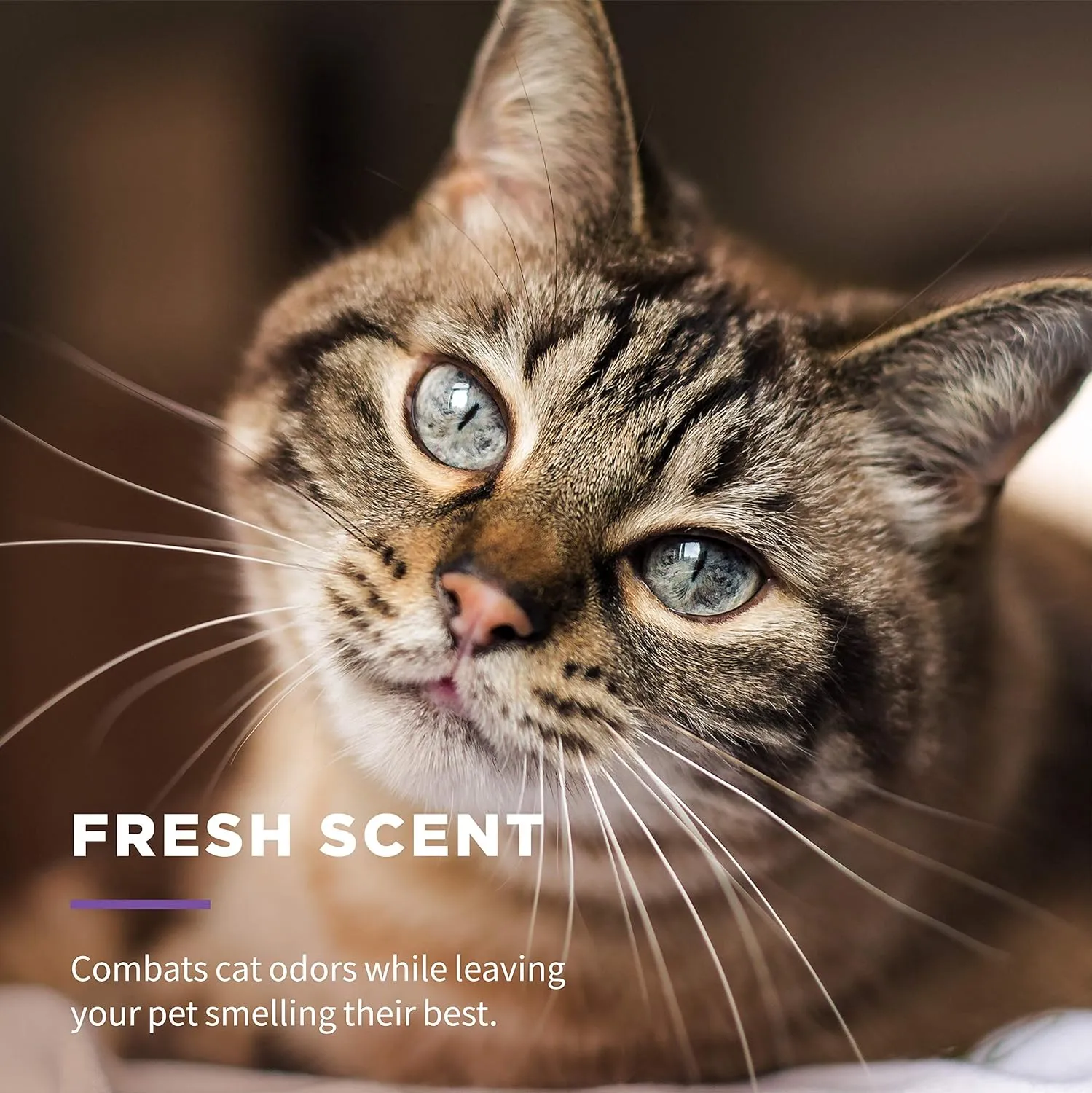 Wet Ones for Pets Cat Cleaning Wipes - Fresh Scent Cat Grooming Wipes with Aloe Vera - Safe Cat Hygiene Supplies - Cat Fur Cleaner - Cat Dander Wipes - Kitten Wipes - Pet Cleaning Supplies - 50 Count